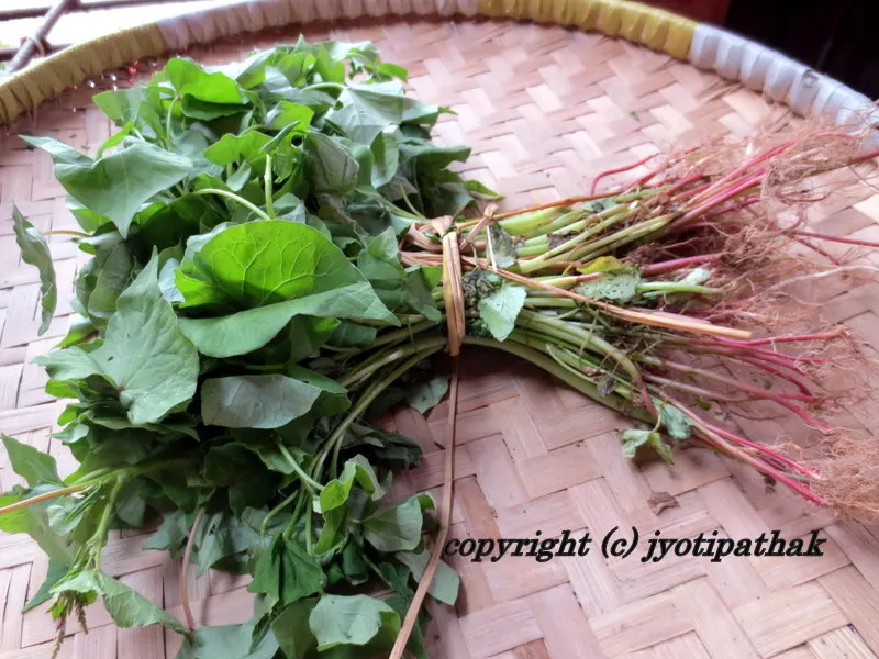 Phaapar ko Saag - फापर को साग (Buck Wheat Greens) - Bot name: Fagopyrun esculentum Moench