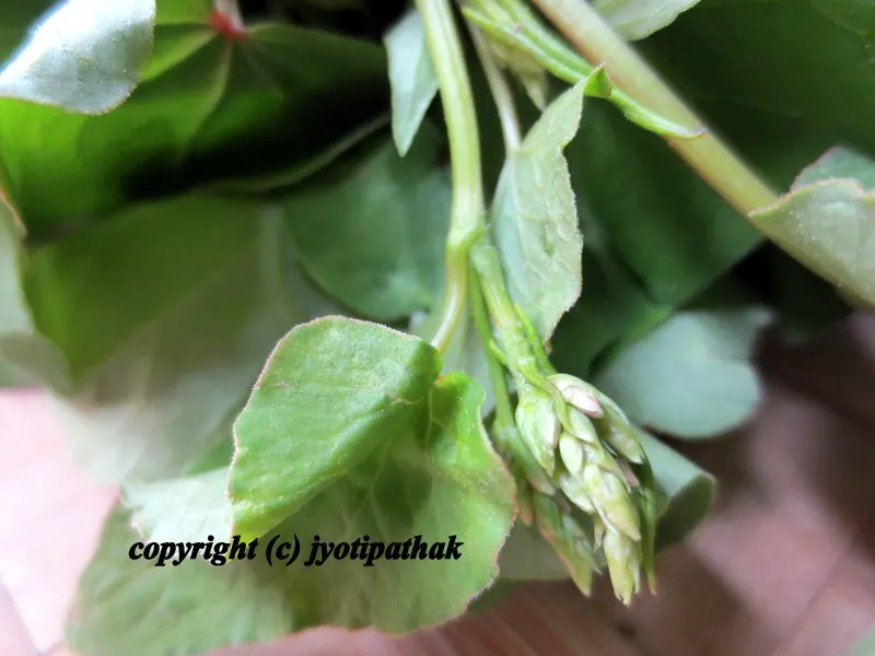 Green Leafy Vegetables - साग-पात हरु - (Part 2)