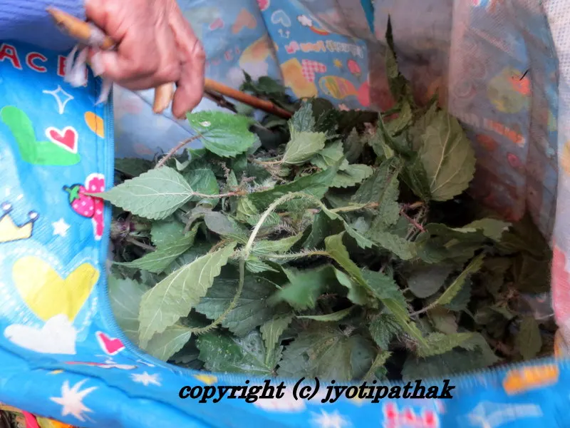 Sishnu ko Saag - सिस्नु को साग - Nettle Greens - Com. name: Stinging Nettle, Bot.name: Urtica dioca L. Family: Urticaceae