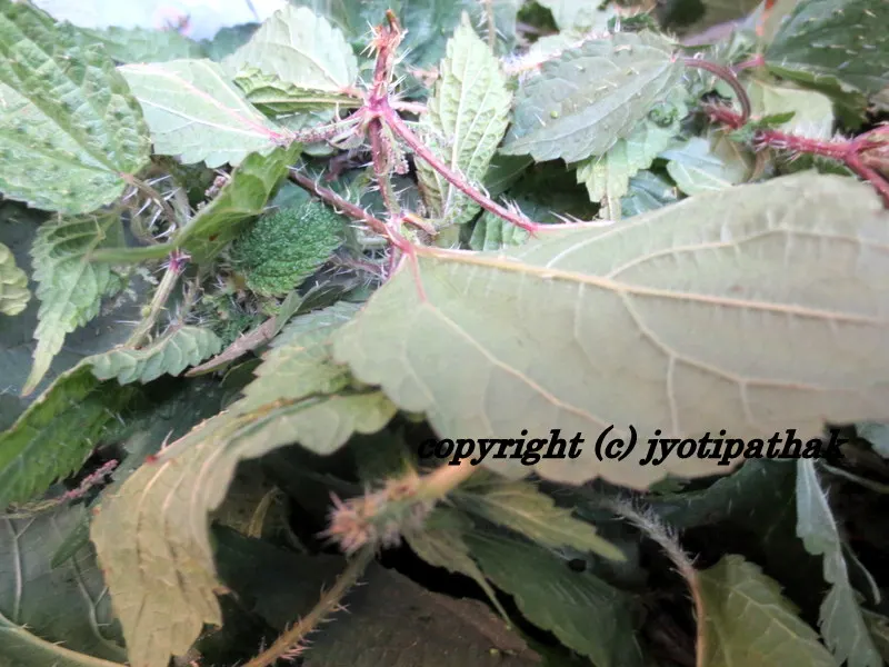 Green Leafy Vegetables - साग-पात हरु - (Part 2)