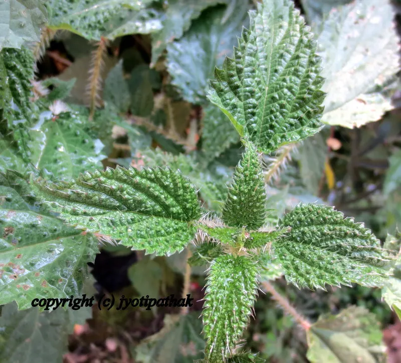 Green Leafy Vegetables - साग-पात हरु - (Part 2)
