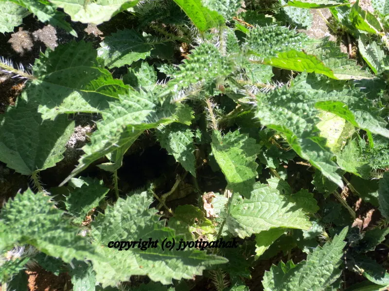 Green Leafy Vegetables - साग-पात हरु - (Part 2)