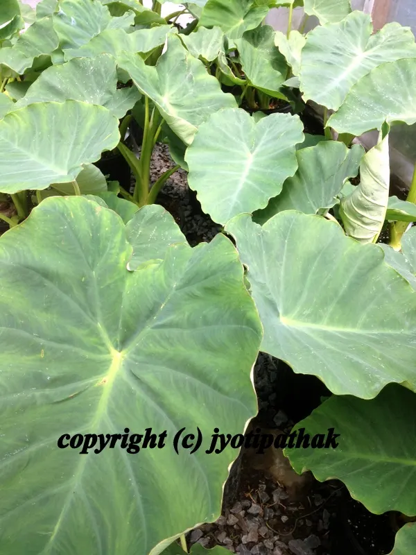 Green Leafy Vegetables - साग-पात हरु - (Part 2)