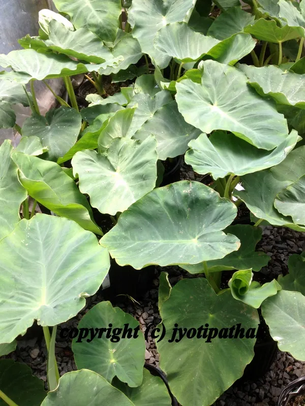 Taro Leaves - Karkalo ko Paat - Please check my previous blog "Karkalo-Gaava-Pidhaalu - Taro (कर्कलो-गाभा-पिँडालु)" - more details about growing, picking, preparation and cooking. Please click here.