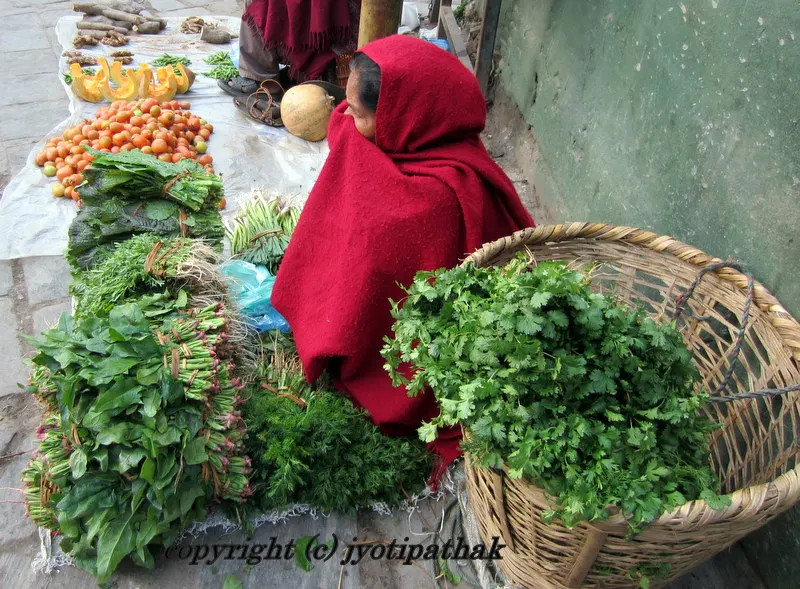 Fresh Coriander or Cilantro - Hariyo Dhania ko Paat, Dhaniyaa ko Saag - (धनियाँको साग) in the doko for sale. Com. name: Coriander, Bot. name: Coriandrum Sativum L., Family: umbelliferae