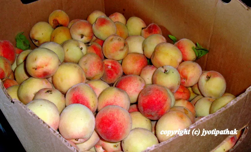 ... joy of picking tree-ripened and aromatic peaches from the garden ...