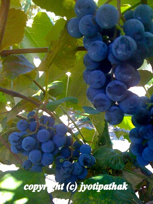... ripe concord grapes ...
