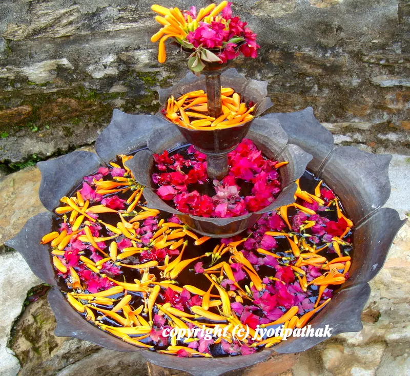 ... show-stopper display - this three tired antique looking large planter is filled with yellow Flaming Trumpet Vine or Flame Vine (khursani phool) flowers, and stunning bougainvillea.
