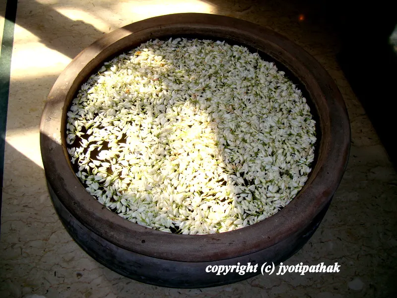 Classic elegance - snow white Jasmine flowers are displayed at a rustic-brown garden pot placed in the walkways. The best floating perfumed aromatherapy in the world!