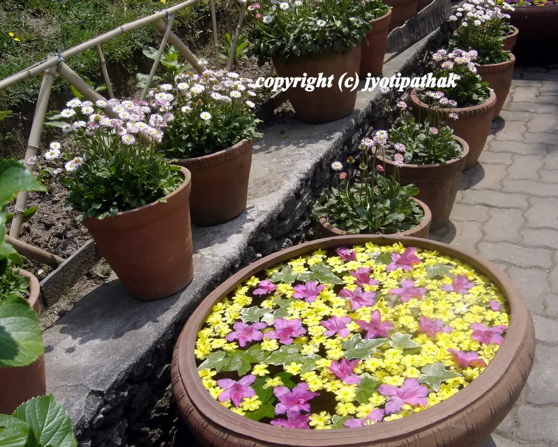 ....beautiful palette include yellow Primrose Jasmin (jaaee), and attractive pink flower and leaves.