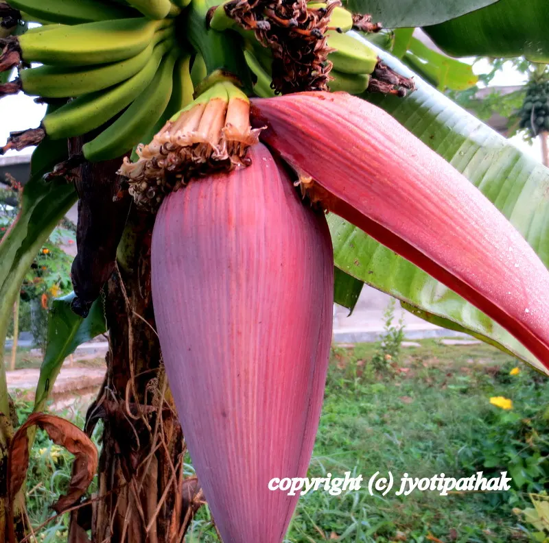 Image of a large banana blossom - Keraa ko Bungo - (केराको बुङ्गो)