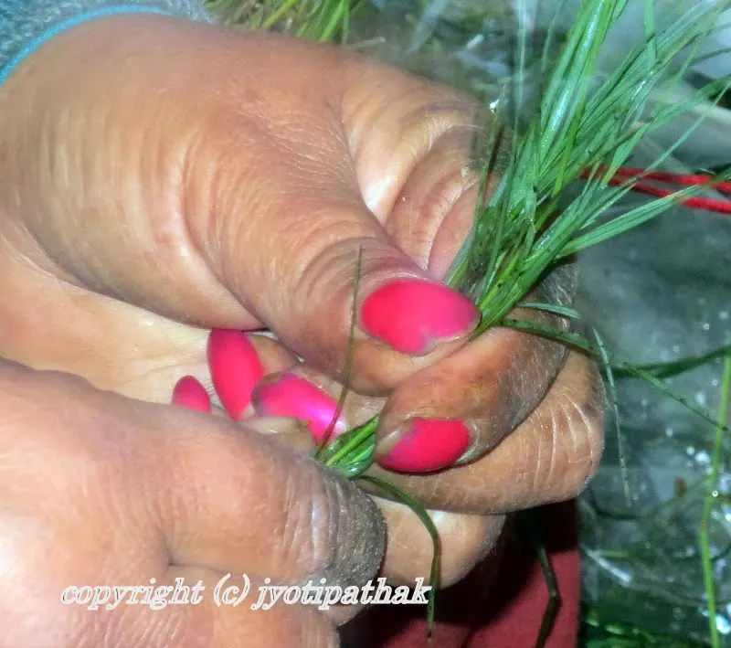 ...before making a garland, she divides the grass into small bundles and measures a strong heavy red colored thread to wrap around the bundles