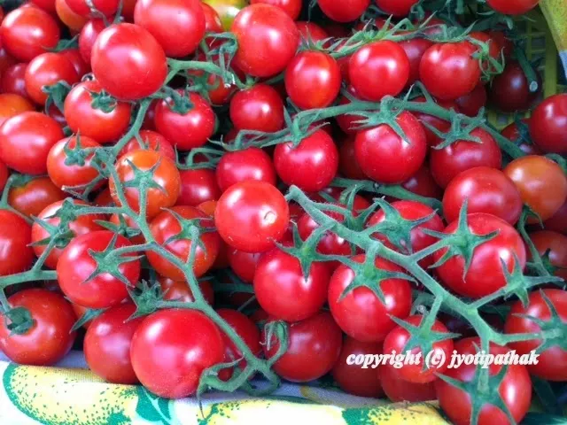 From my home garden - bright red, vine-ripened cherry tomato ready for harvest. This variety of tomato will make most delicious oven roasted chutney.