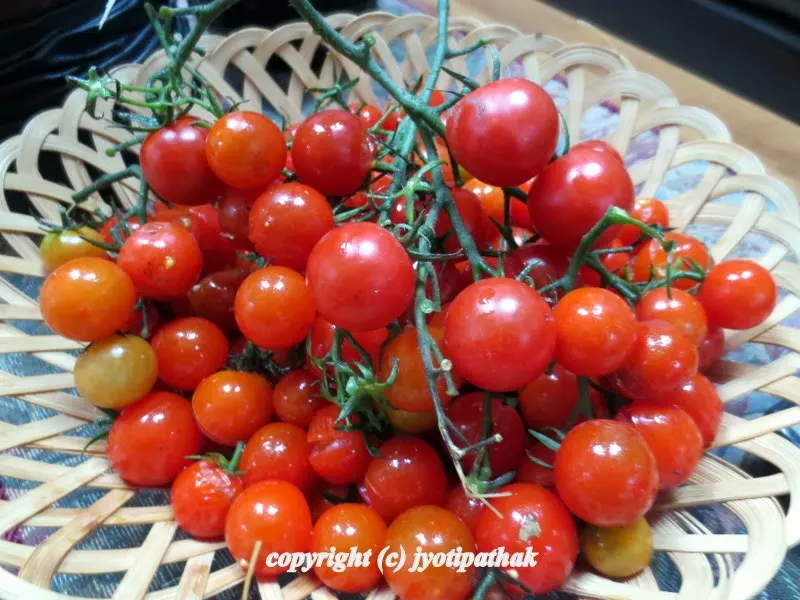 Early ripening clusters of cherry tomatoes - some of them have already split opened on the vine....