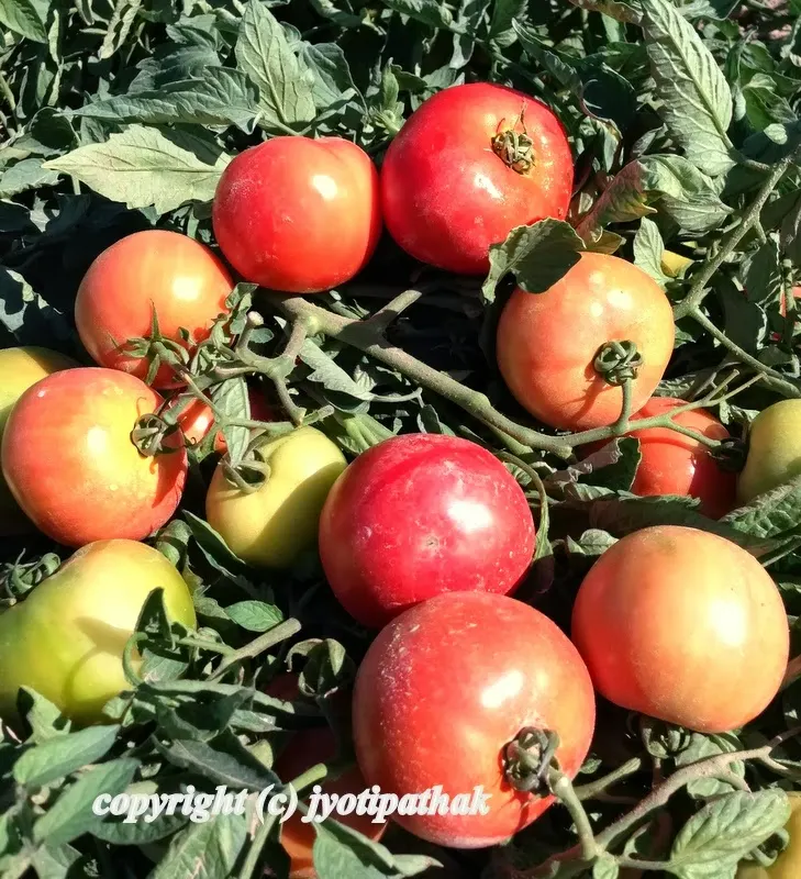 Checking for ripeness - 3 fully ripped tomatoes and 6 slightly unripe ones on the vine. I hope you enjoyed these pictures!