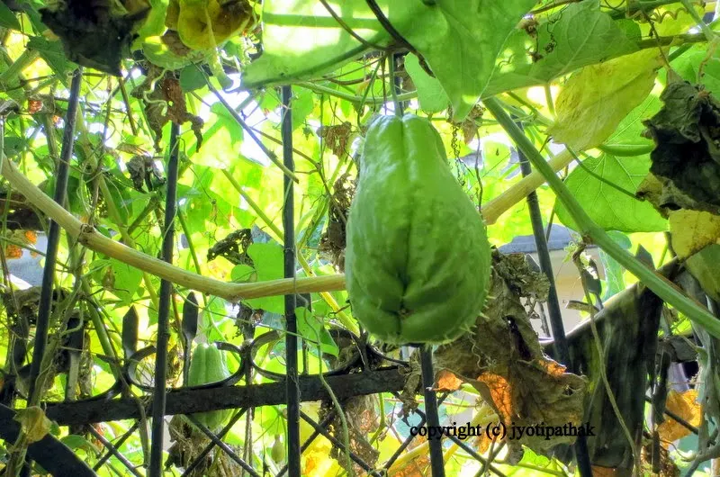 Chayote squash growing on vine