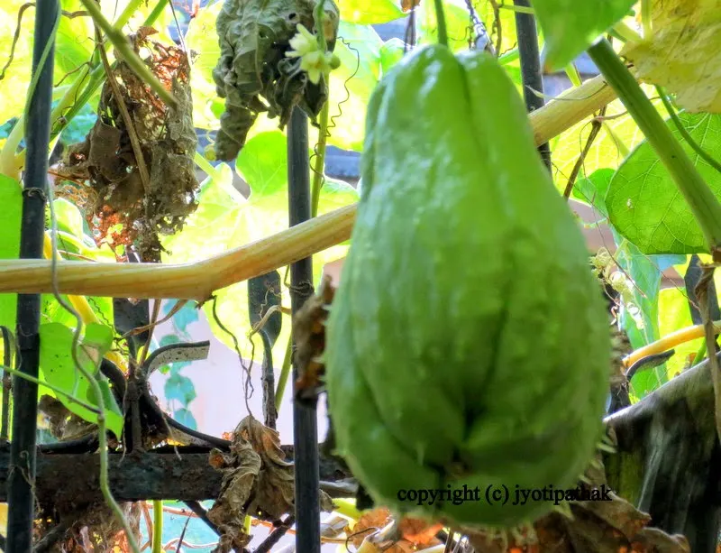 Chayote Squash - इस्कुश (Iskush ko Tarkaari)