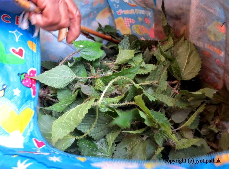 Nettle Greens - sishnu ko saag - (सिस्नु को साग)