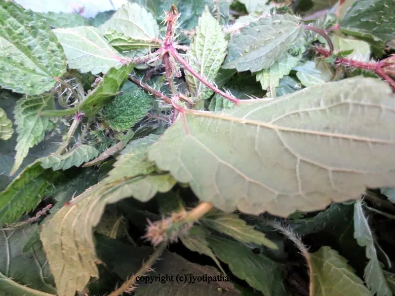 Nettle Greens - sishnu ko saag - (सिस्नु को साग)
