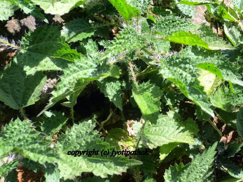 Nettle Greens - sishnu ko saag - (सिस्नु को साग)