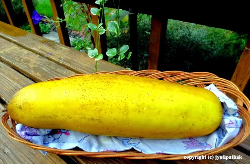Sharing the picture of my home grown "exotic cucumber of Nepal" and enjoying giving friends gift of fruit.