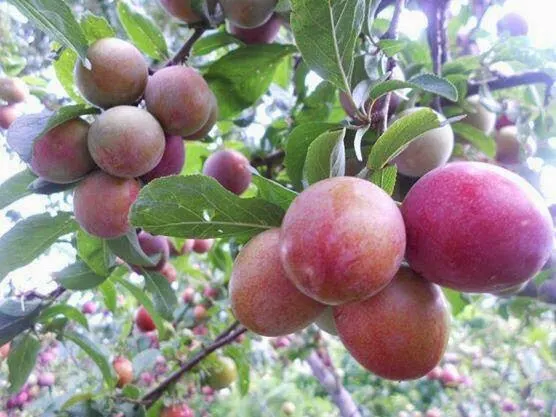 Apricot - Khurpaani - (खुर्पानी) - Photo courtesy