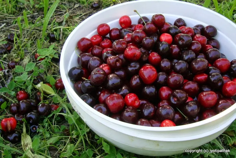 Cherry - Paiyun - (पैयुँ)