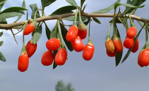 Another image of - Goji berry - Goji Beri - (गोजी बेरी) - Lycium barbarum - Photo courtesy