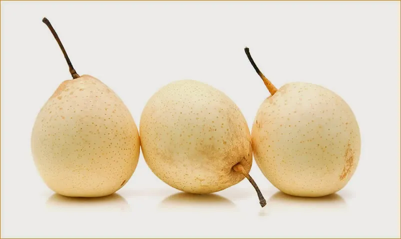 Pear Chinese - Chinia Naspaati - (चिनिया नासपाती) - Pyrus: pyrifolia Nakai. - photo courtesy