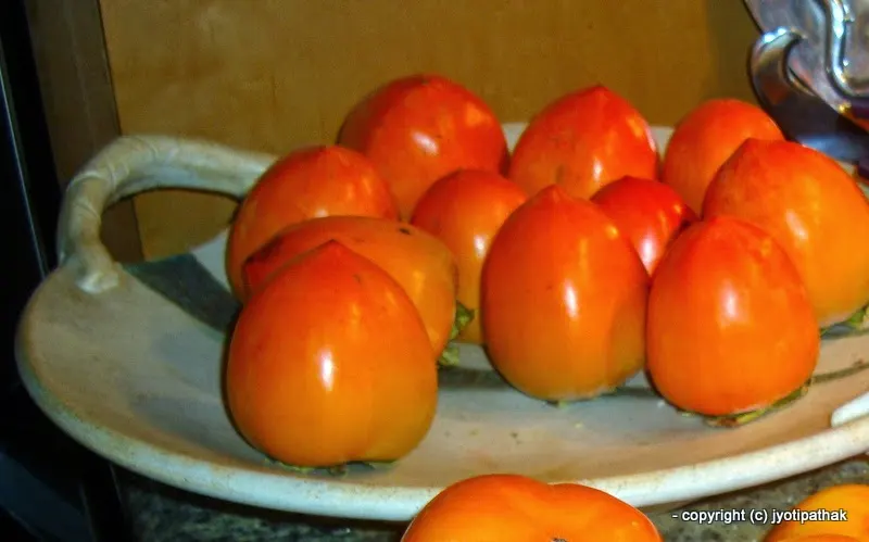 Persimmon - Haluaabed - (हलुवाबेद) - Diospyros virginiana L.Physalis