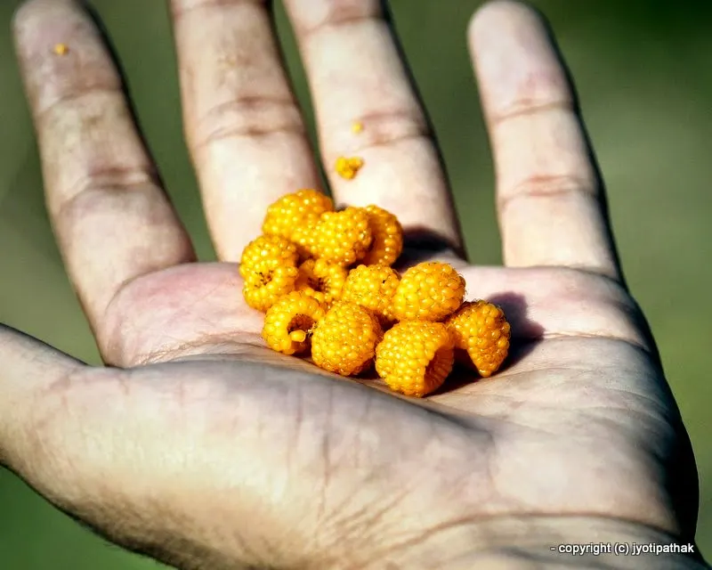 Raspberry Himalayan - Ainselu - (ऐंसेलु) - (yellow) - Rubus ellipticus Smith - Photo courtesy