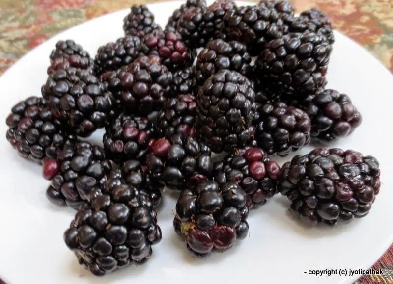 Raspberry Himalayan - Ainselu - (ऐंसेलु) - (black) - Rubus ellipticus Smith