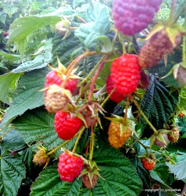 Raspberry Himalayan - Ainselu - (ऐंसेलु) - (red) - Rubus ellipticus Smith