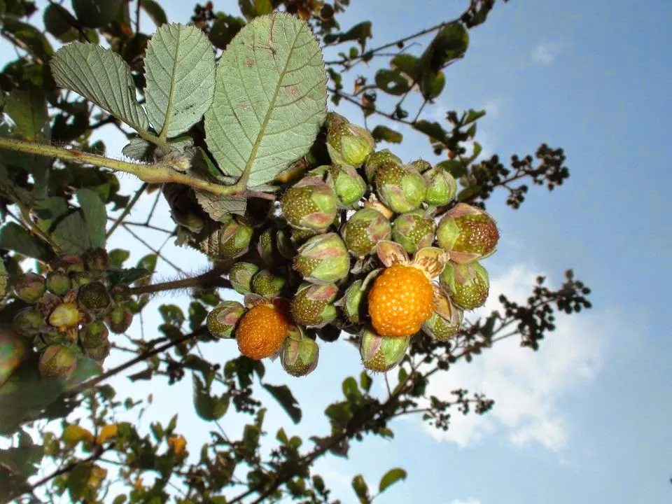 Raspberry Himalayan - Ainselu - (ऐंसेलु) - (yellow) - Photo courtesy - Kedar Sharma