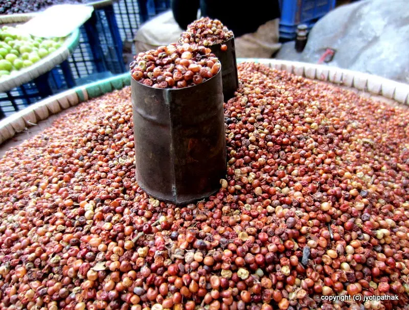 Sati Bayar - (Nepal sumac) - Satibayar - (सति वयर) - Rhus parviflora Roxb.