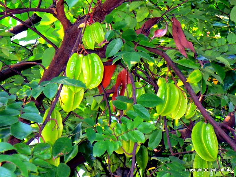 Starfruit - Kantaraa - (कन्तरा) - Carambola