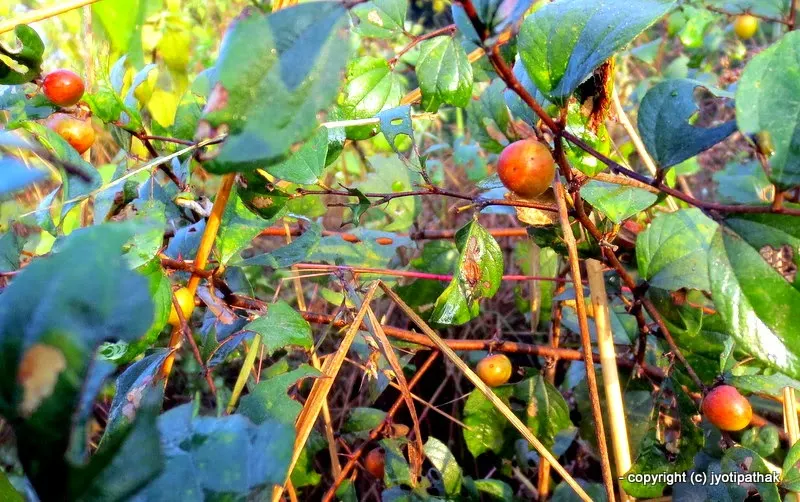Image of Bayar on the tree - (Chinese Date, Indian Plum) - (बयर) - Zigyphus mauritiana Lamk