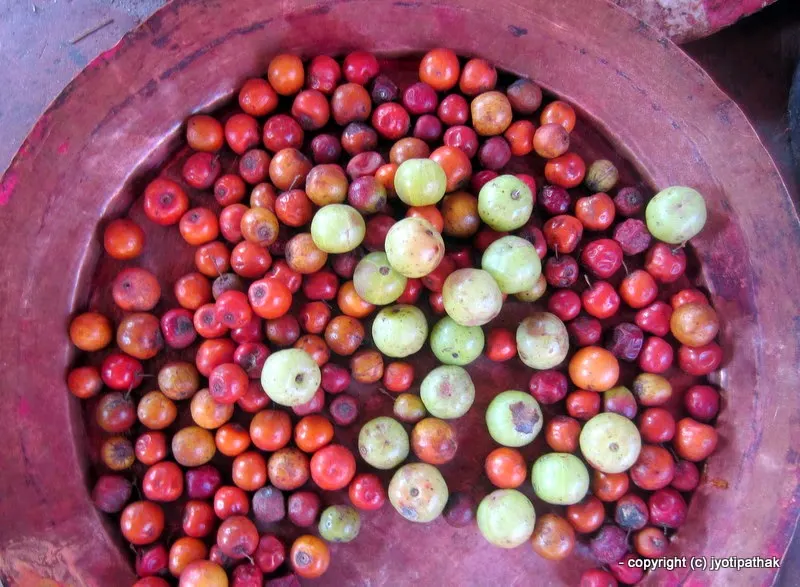 Freshly picked - Bayar (Chinese Date, Indian Plum) - (बयर) - Zigyphus mauritiana Lamk