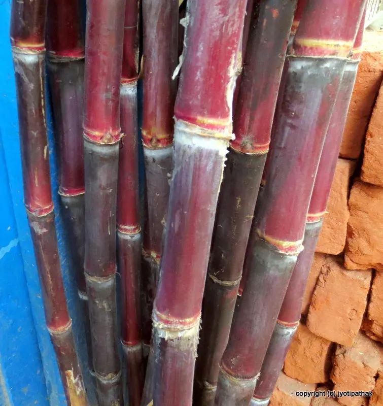 Sugarcane - Ukhu - (उखु) - Saccharum officinarum L.