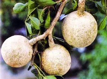 Wood Apple, Bengal quince - Bel - (बेल) - Aegle marmelos Corrg - photo courtesy