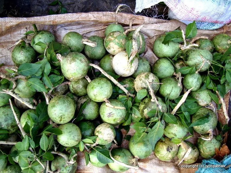 Wood Apple, Bengal quince - Bel - (बेल) - Aegle marmelos Corrg