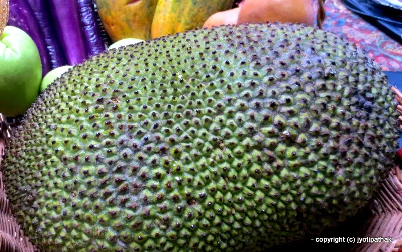 Jack Fruit - Rukh Kathar - (रुख कटहर) - Artocarpus heterophylla Lamk