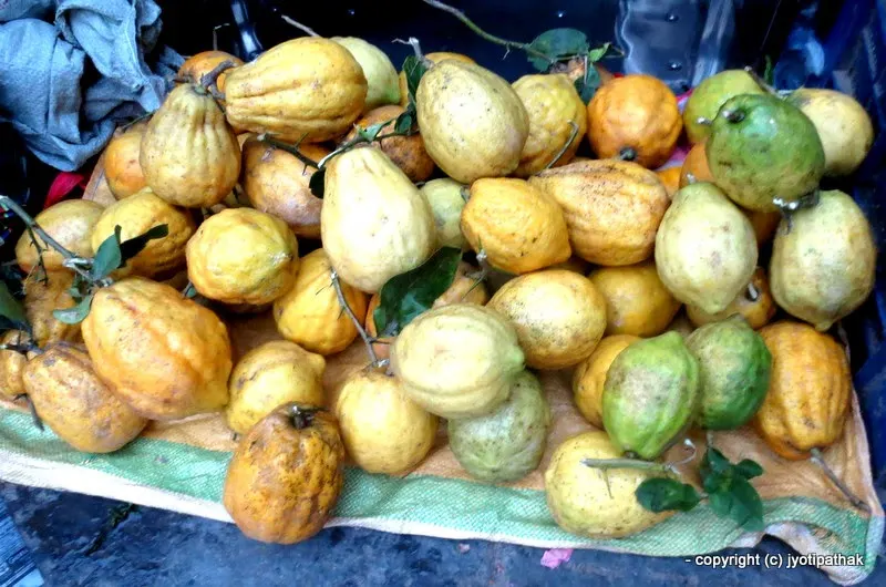 Lemon, Citron - Bimiro - (बिमिरो) - Citrus medica L.