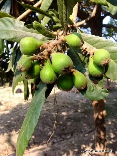 Unripe Loquat – Loquat - (लौकाट) - Eribotrya eliptica