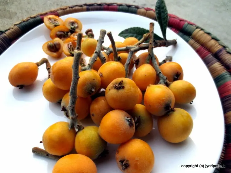 Loquat – Loquat - (लौकाट) - Eribotrya eliptica