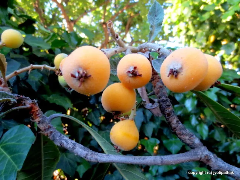 Loquat – Loquat - (लौकाट) - Eribotrya eliptica