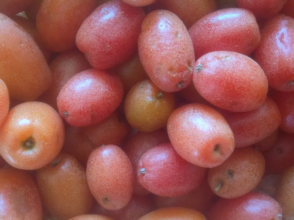 Oleaster - Madilo - (मदिलो) - (Elaeagnus latifolia L.) - Photo courtesy - K. Lissanevitch