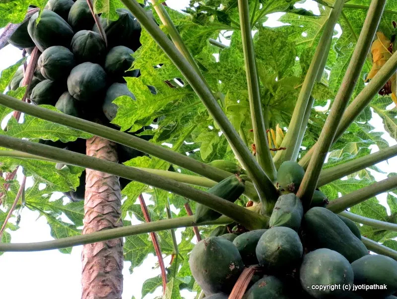 Papaya growing on the tree - Papitaa or Mewaa - (पपिता अथवा मेवा)