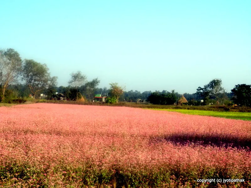 Long blooming buckwheat flowers - bees are busy collecting nectar and you will be enjoying strong flavored, dark-brown colored buckwheat honey