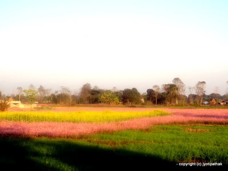 A show stopper - flowering of mustard and buckwheat plant in a field at a small village near Chitwan National Park